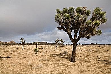 在线合作惊悚游戏《LOONY》于Steam平台抢先发售 支持中文